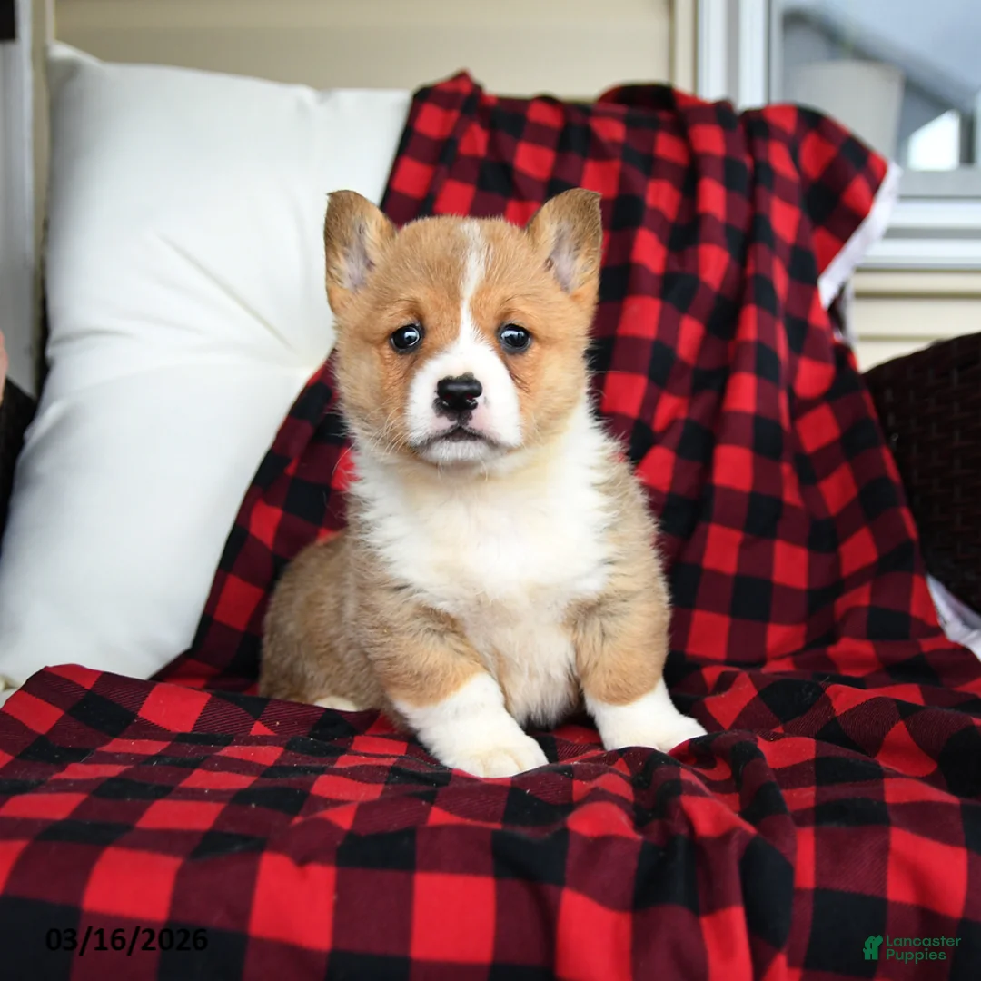 Welsh Corgi Pembroke dogs for sale: Fiona - Ad 3