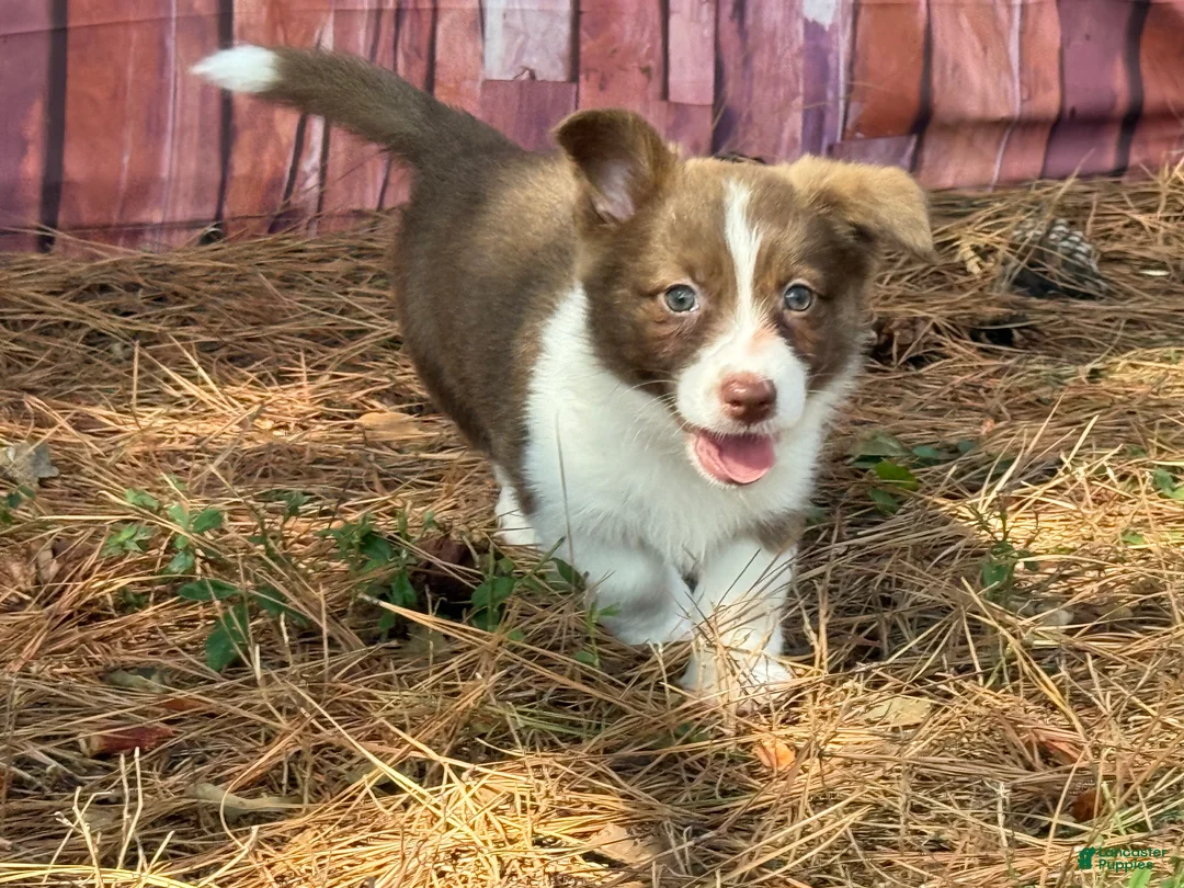 Mixed Breed dogs for sale: Teal collar  - Ad 1