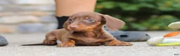 Miniature Dachshund dogs for sale: Ana - Ad 13