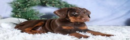 Doberman Pinscher dogs for sale: TYSON - Ad 9