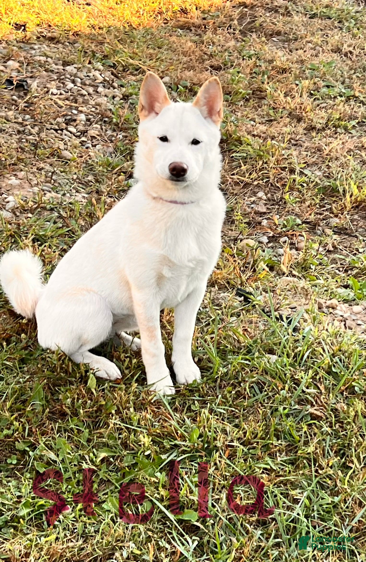 Stella (Shiba Inu, Female) in Seymour, IN