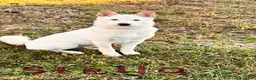 Shiba Inu dogs for sale: Stella - Ad 1