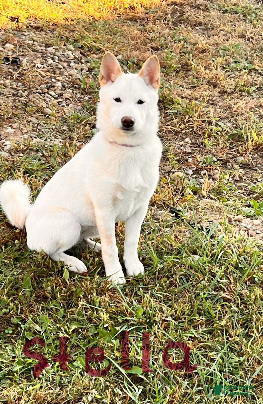 Shiba Inu dogs for sale: Stella - Ad 1