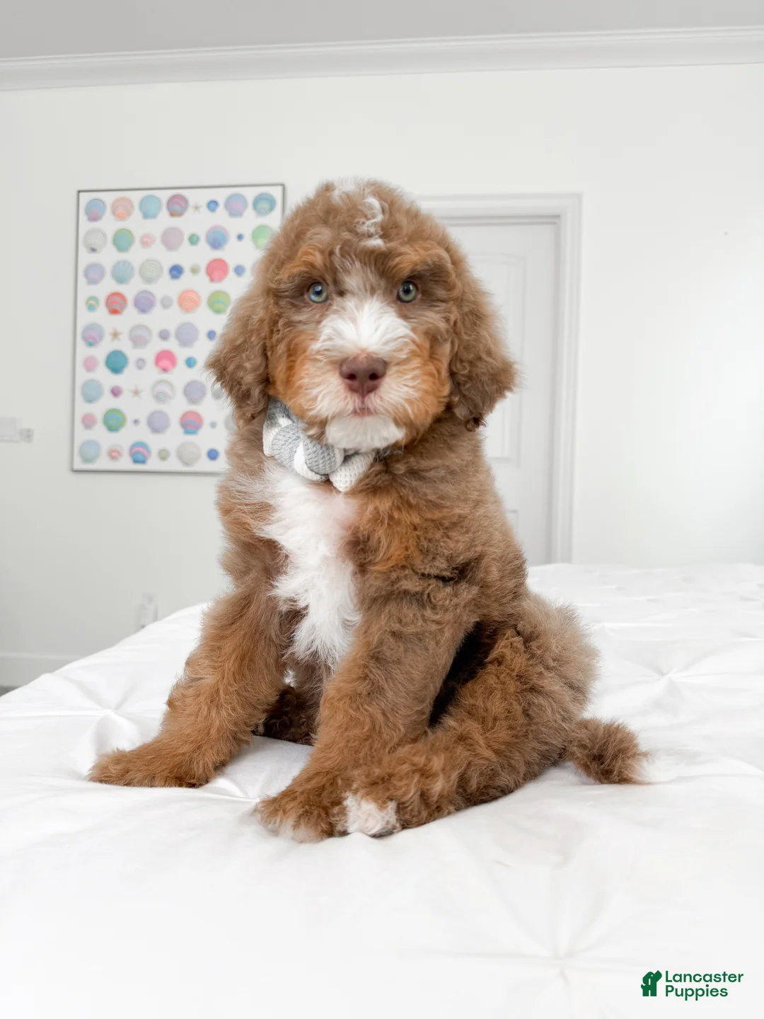 Mixed Breed dogs for sale: Harry Potter - Ad 1