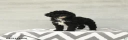 Shihpoo dogs for sale: Baxter - Ad 4
