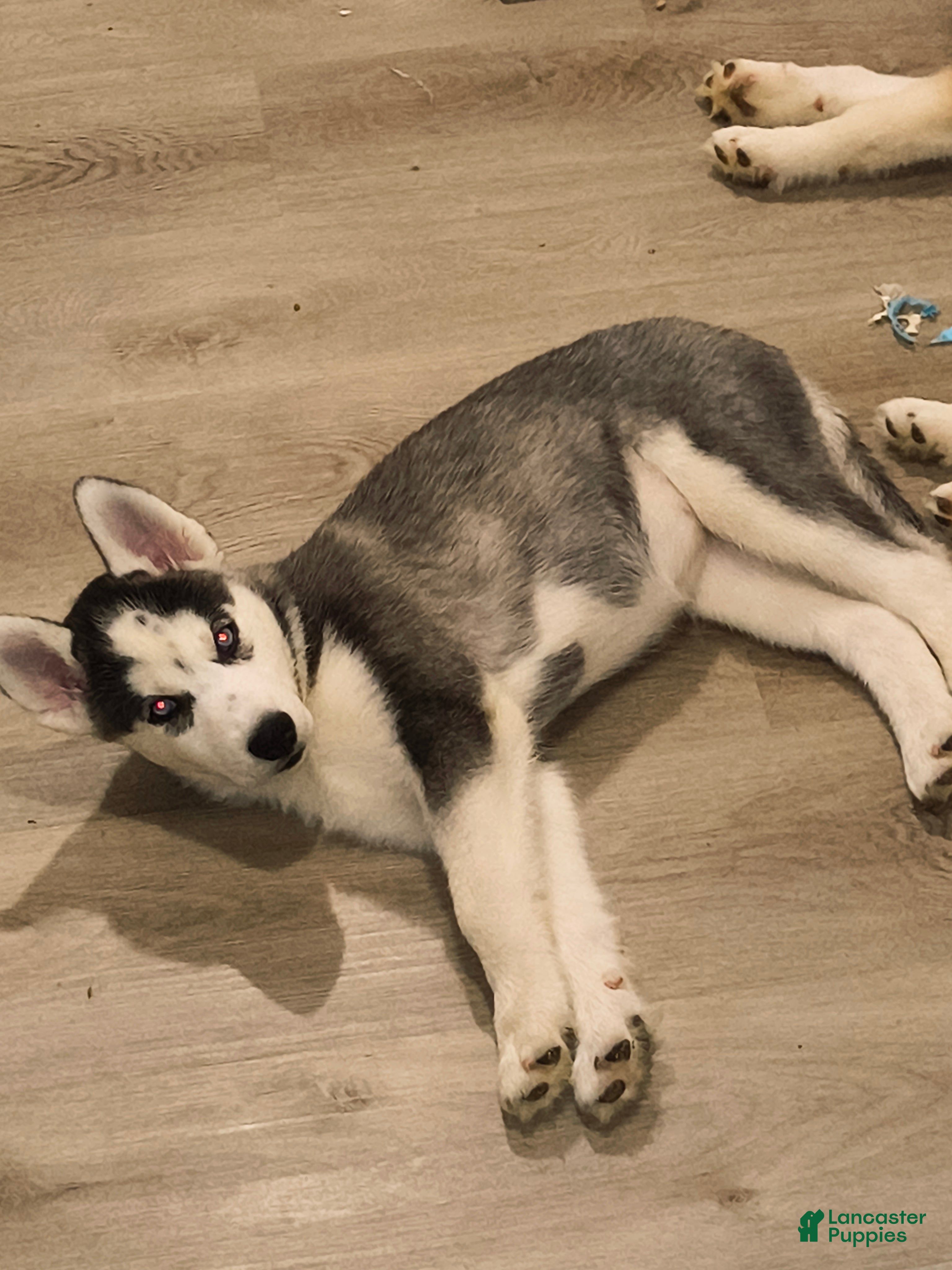Siberian Husky dogs Siberian Husky 2 - Ad 2