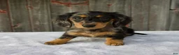 Miniature Dachshund dogs for sale: Madi - Ad 5