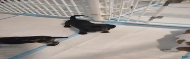 Miniature Dachshund 4