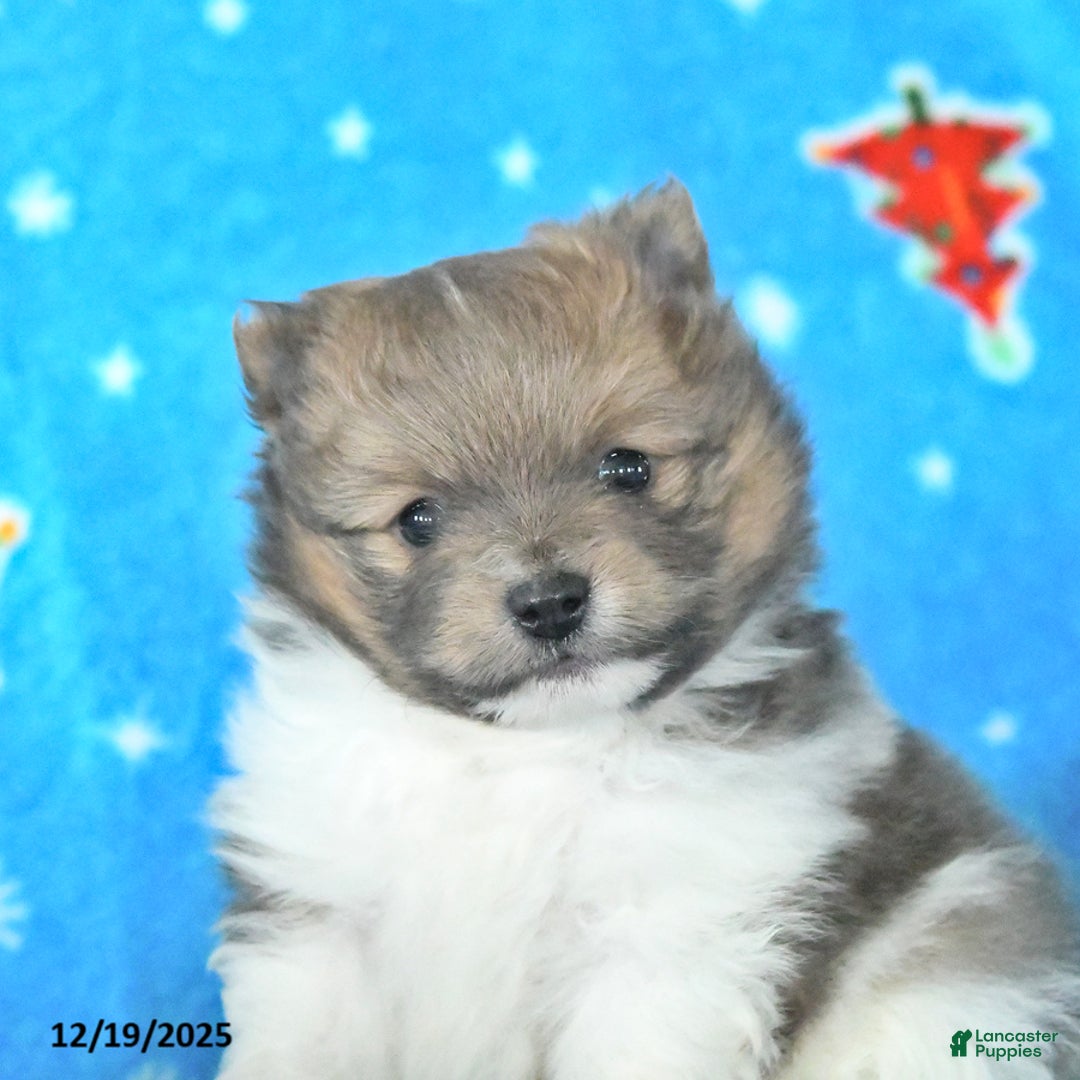 Pomeranian dogs for sale: Tootsie - Ad 2