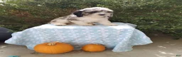 Cockapoo dogs for sale: Nick - Ad 5