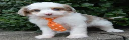 Mini Aussiedoodle dogs for sale: Mini Ace - Ad 5