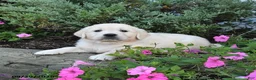 Golden Retriever dogs for sale: Daphne - Ad 3