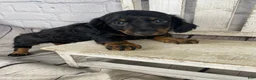 Miniature Dachshund dogs for sale: Apollo - Ad 4