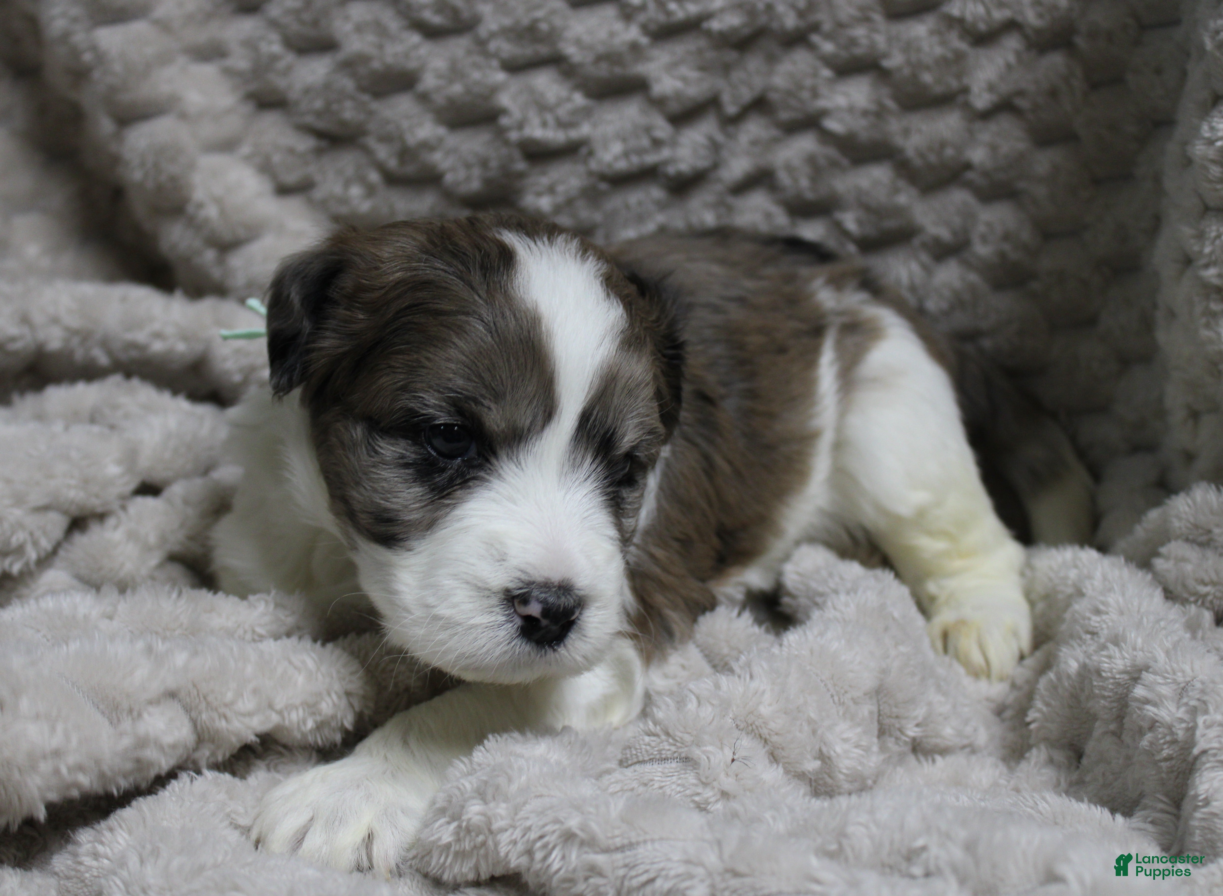 Mixed Breed dogs El girl - Ad 41