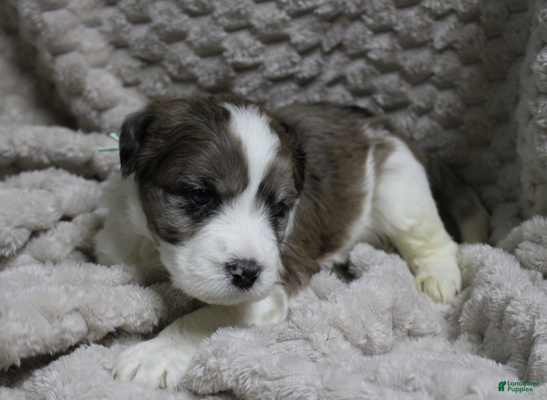 Mixed Breed dogs for sale: Mixed Breed Puppy 3 - Ad 2
