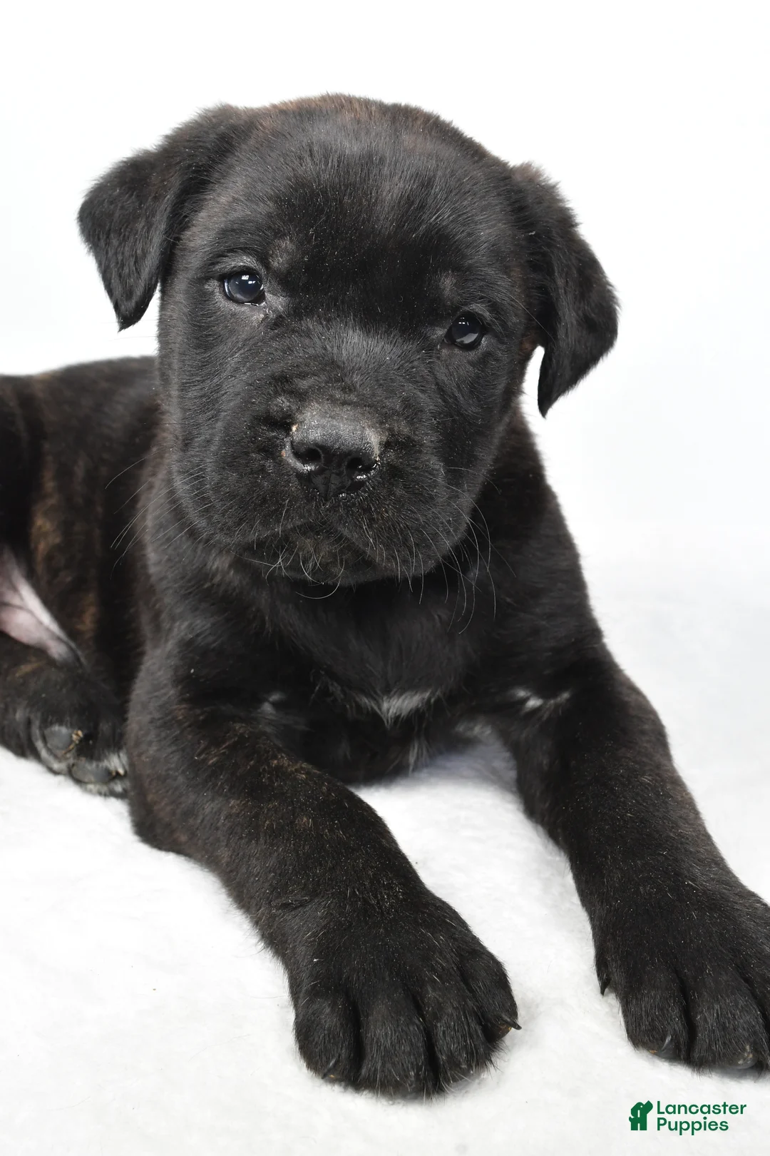 English Mastiff dogs for sale: Buddy - Ad 9