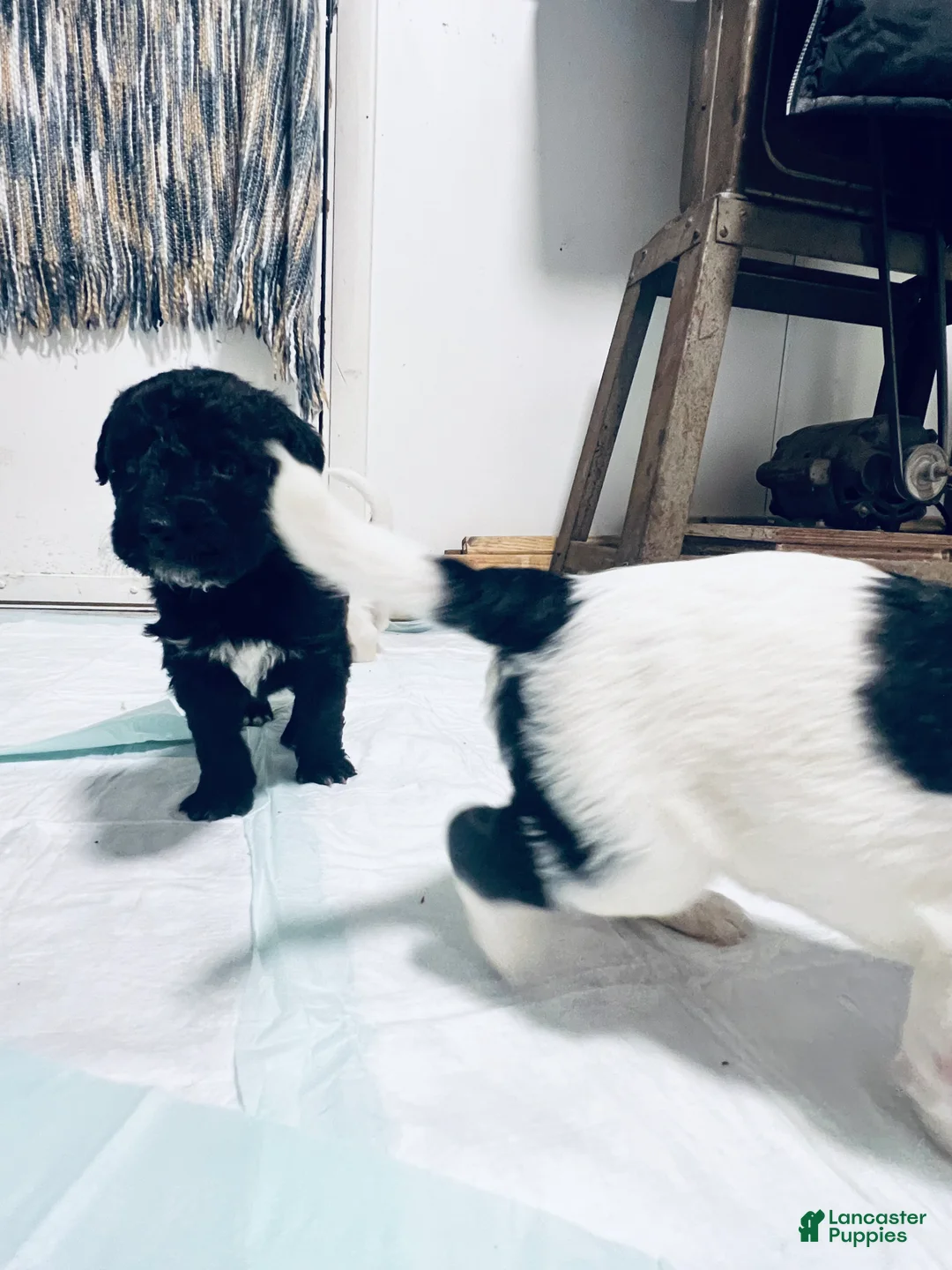 Mixed Breed dogs for sale: Henry - Ad 4