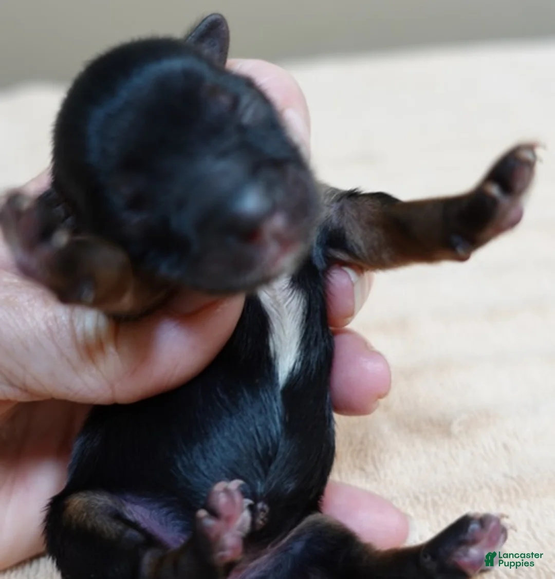 Yorkshire Terrier dogs for sale: Molly 4 1/2 ounces - Ad 2