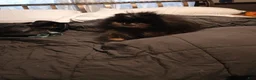 Pomeranian dogs for sale: Pomeranian 1 - Ad 9