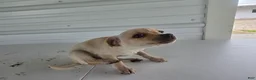 Chihuahua dogs for sale: Roxy - Ad 5