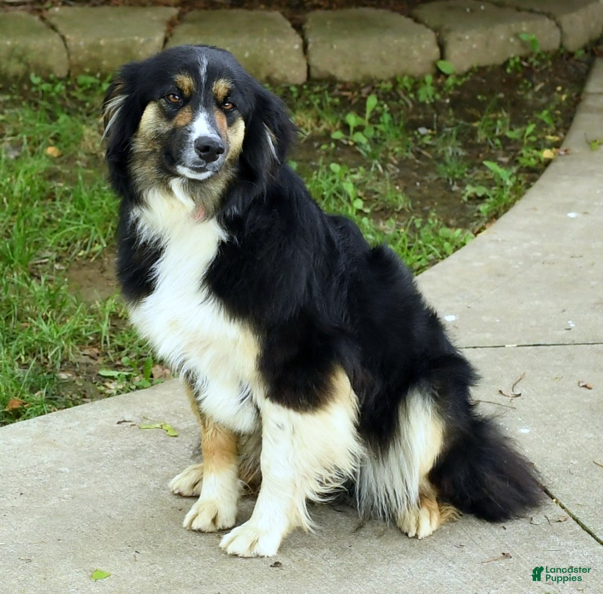 Australian Shepherd dogs for sale: Skippy - Ad 10