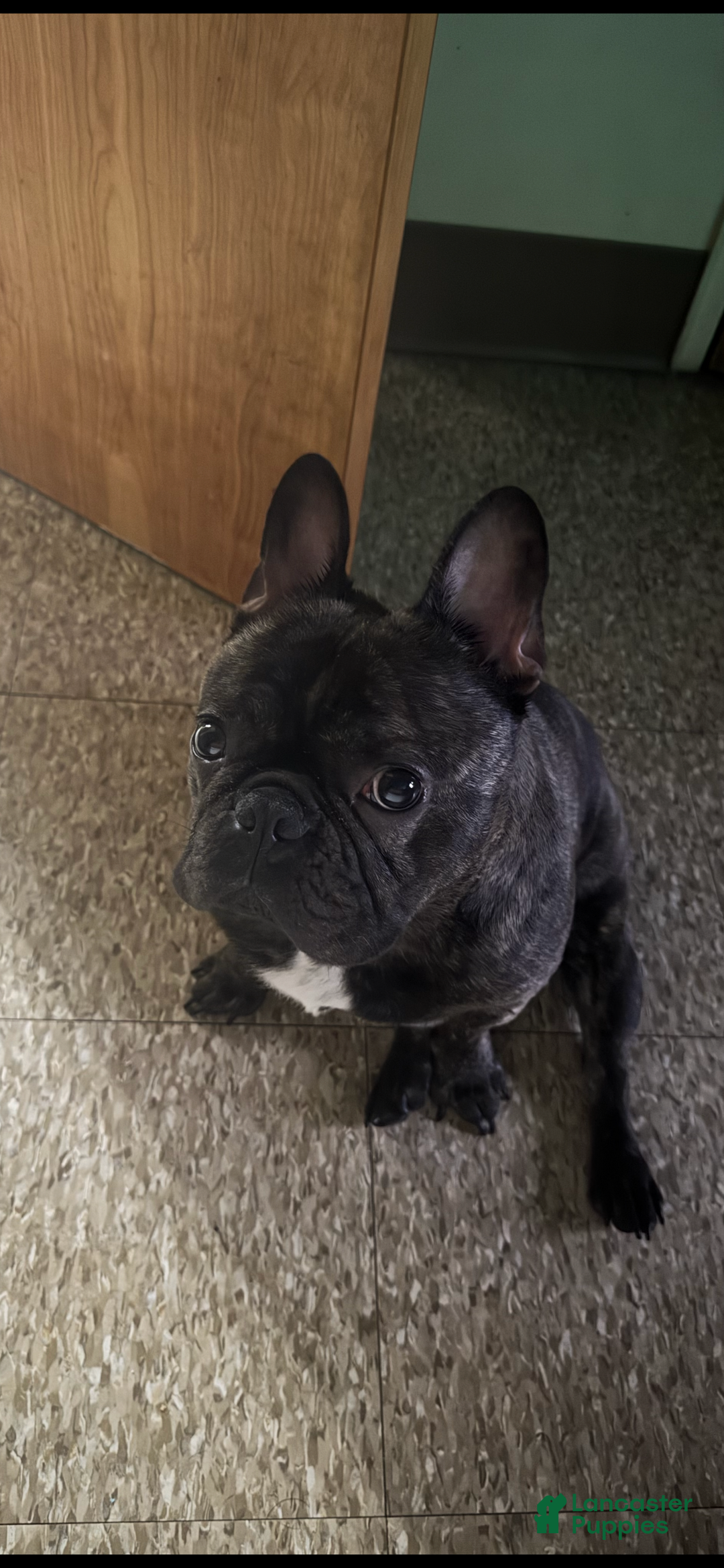 French Bulldog dogs for sale: French Bulldog Puppy 1 - Ad 2