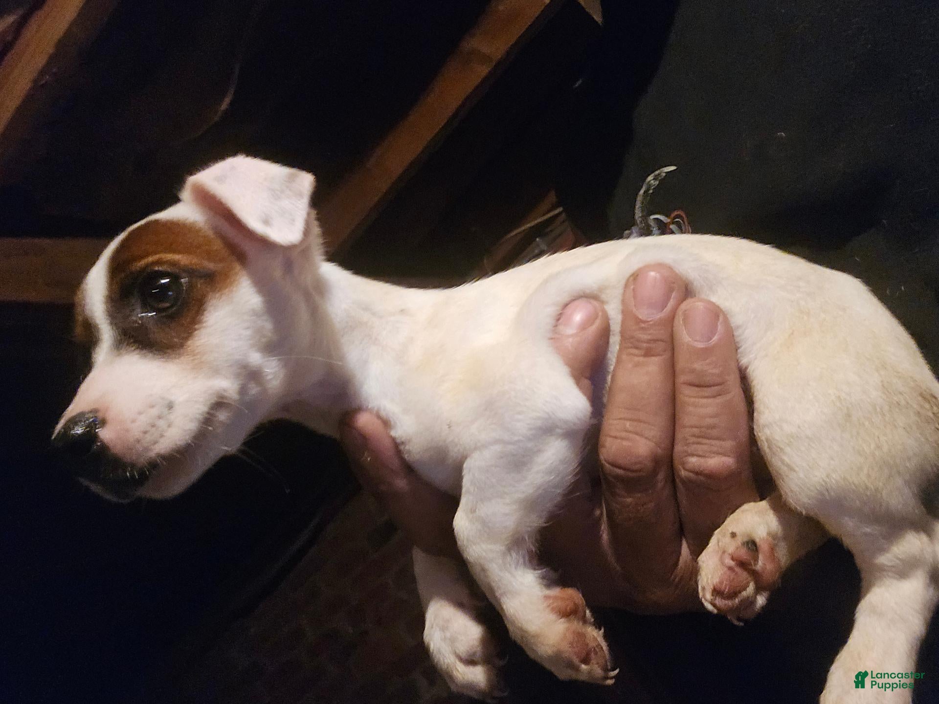 Jack Russell