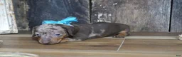 Miniature Dachshund dogs for sale: Ash - Ad 7