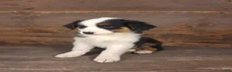 Australian Shepherd dogs for sale: Daniel - Ad 12