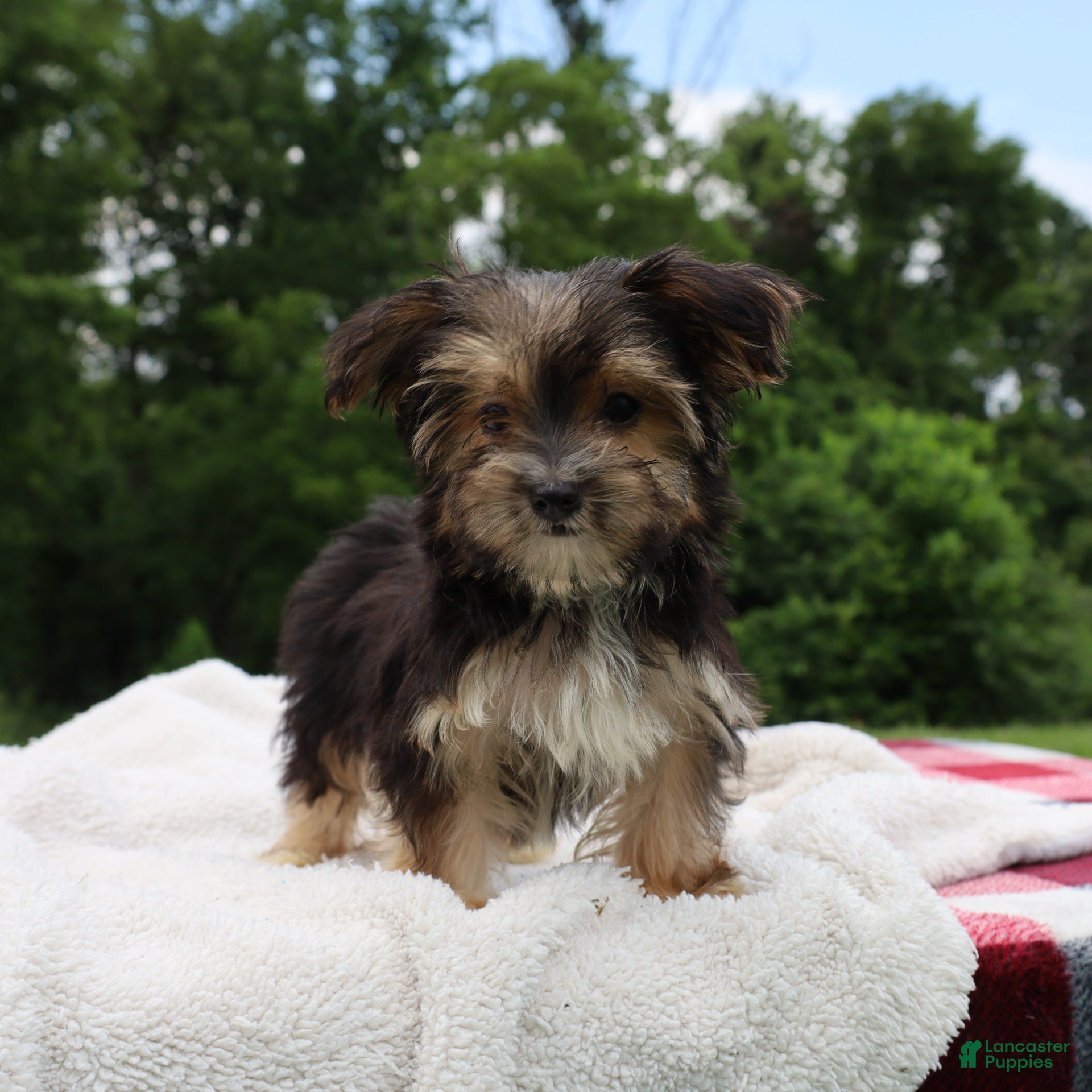 Morkie dogs Benji - Ad 2