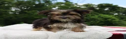 Morkie dogs for sale: Benji - Ad 2