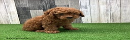 Mini Goldendoodle dogs for sale: Keith - Ad 6