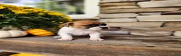 Rat Terrier dogs for sale: Lily - Ad 2
