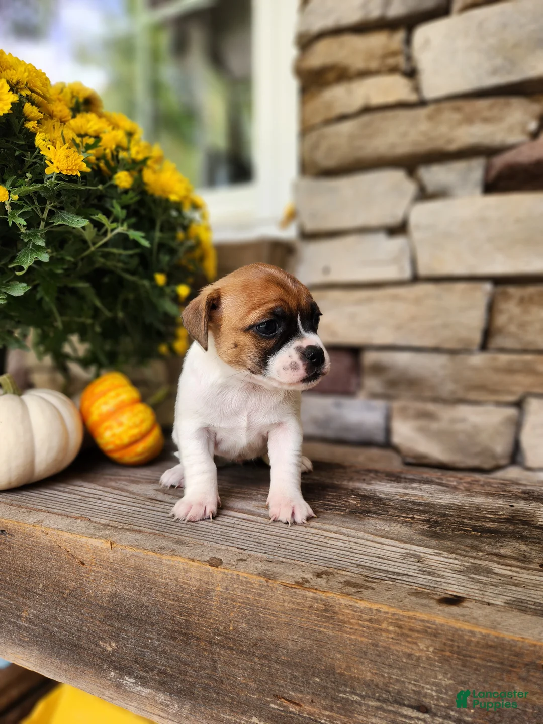 Rat Terrier dogs for sale: Lily - Ad 2