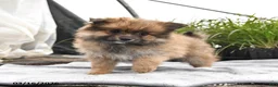 Pomeranian dogs for sale: Dixie - Ad 3