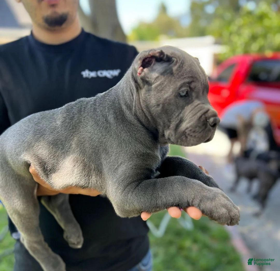 Gallery Image {{count}}