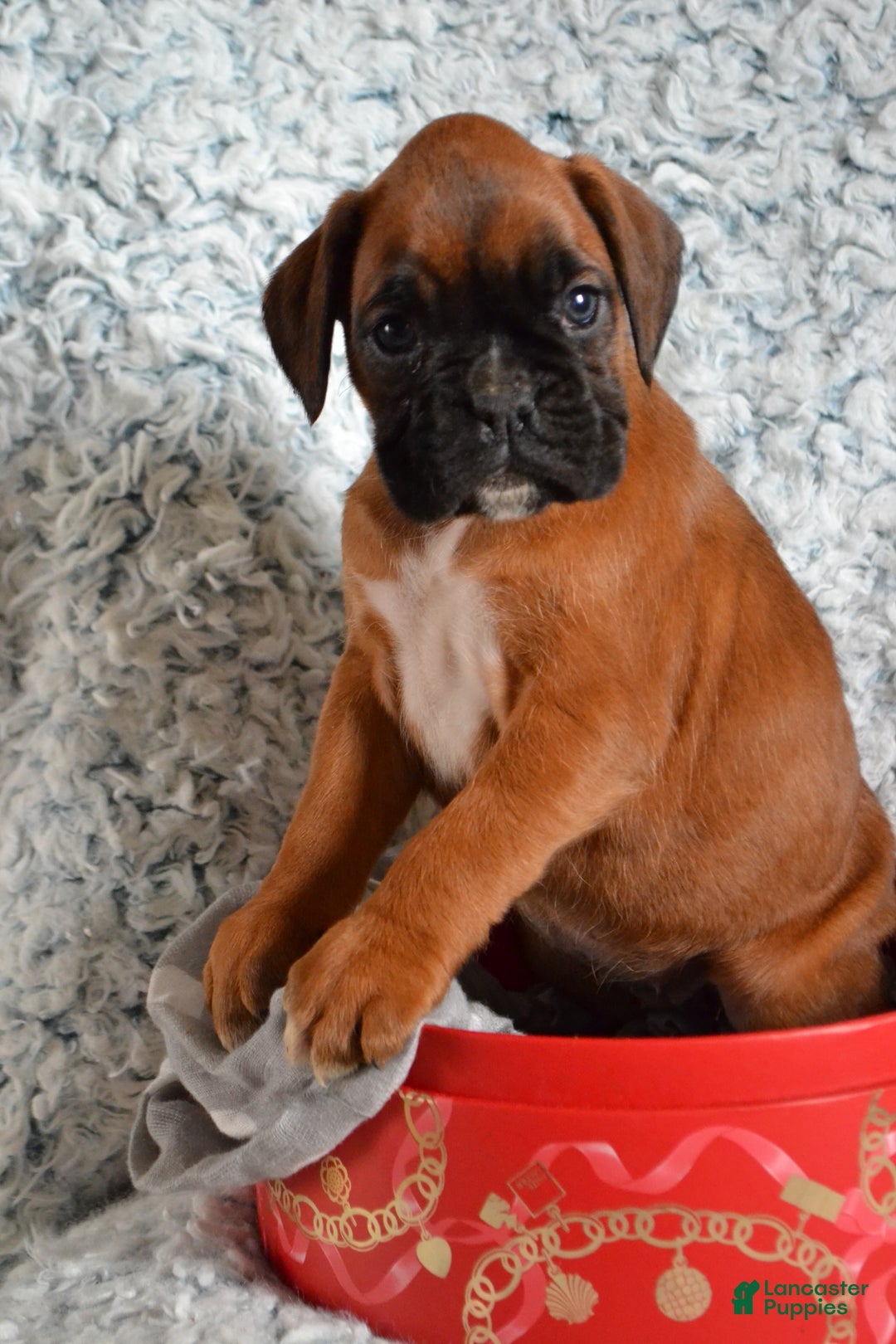 Boxer dogs for sale: Riley - Ad 1
