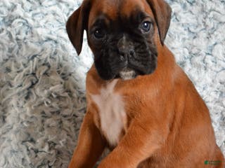 Boxer dogs Riley - Ad 14