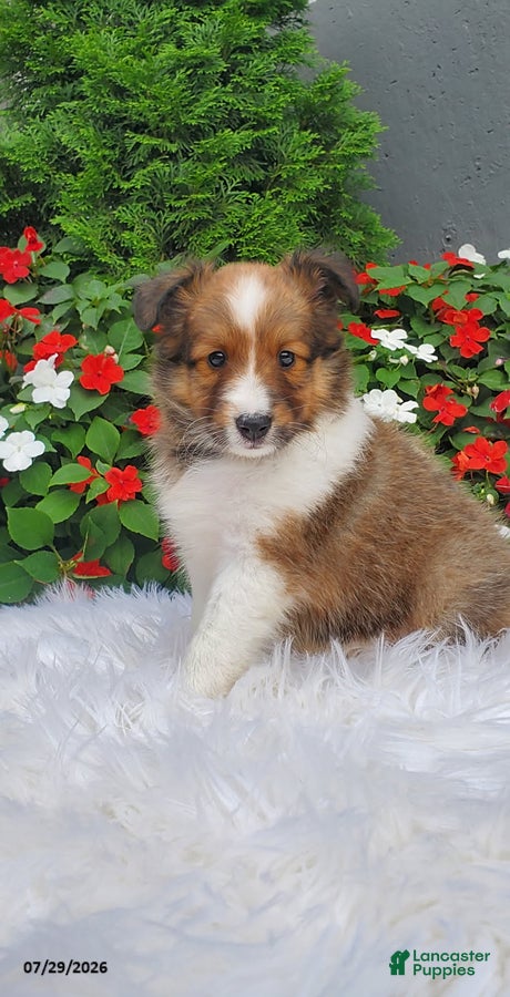 Shetland Sheepdog dogs Lilly - Ad 1