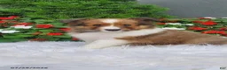 Shetland Sheepdog dogs for sale: Lilly - Ad 1