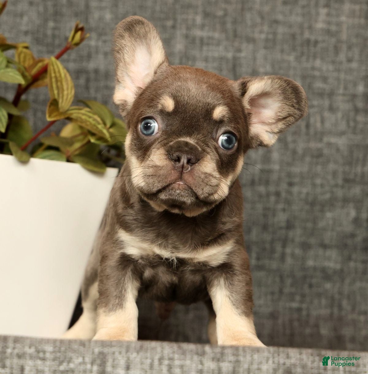 French Bulldog dogs for sale: Leo - Ad 2