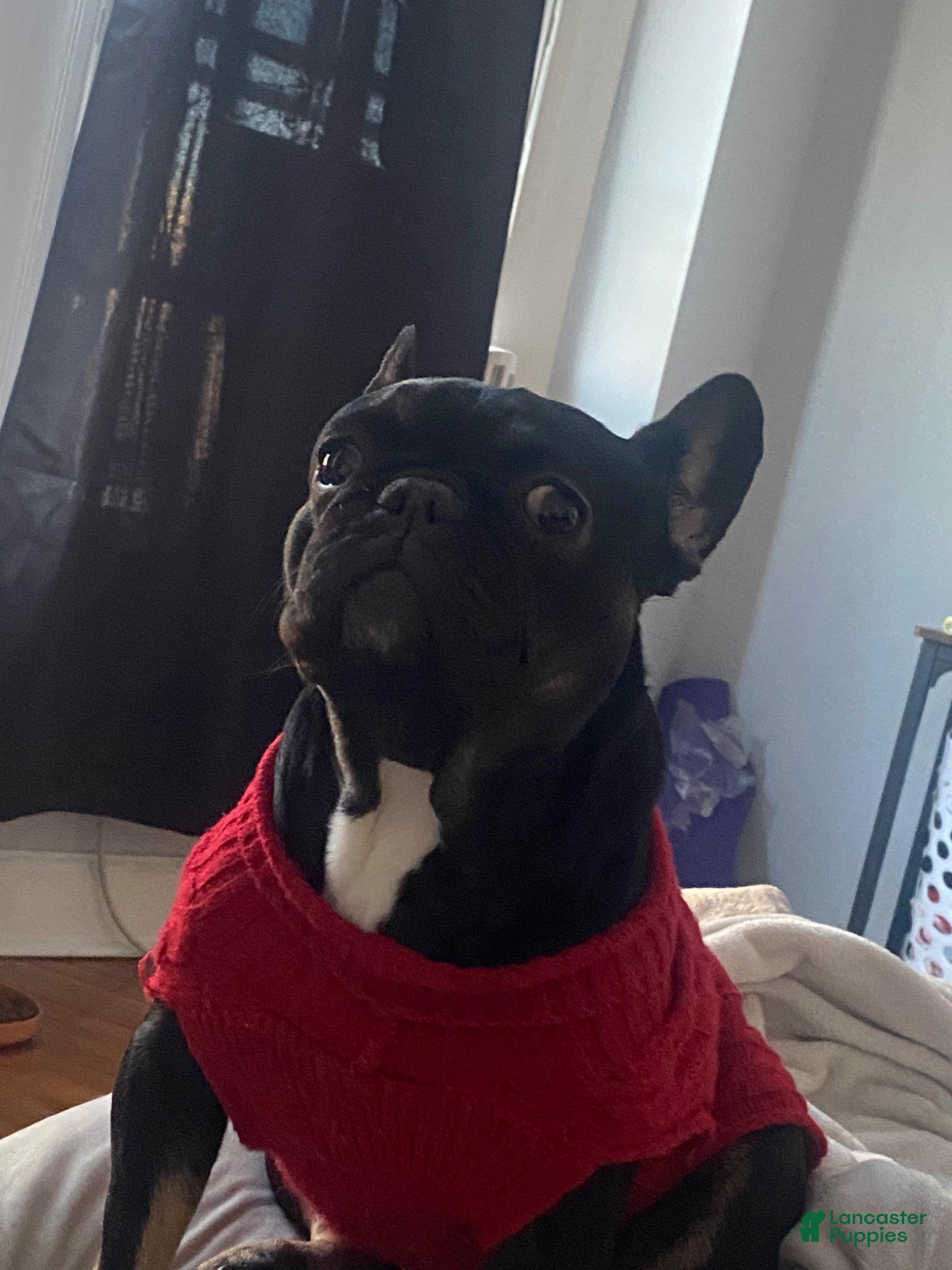 Frenchton dogs for sale: Midnight  - Ad 4