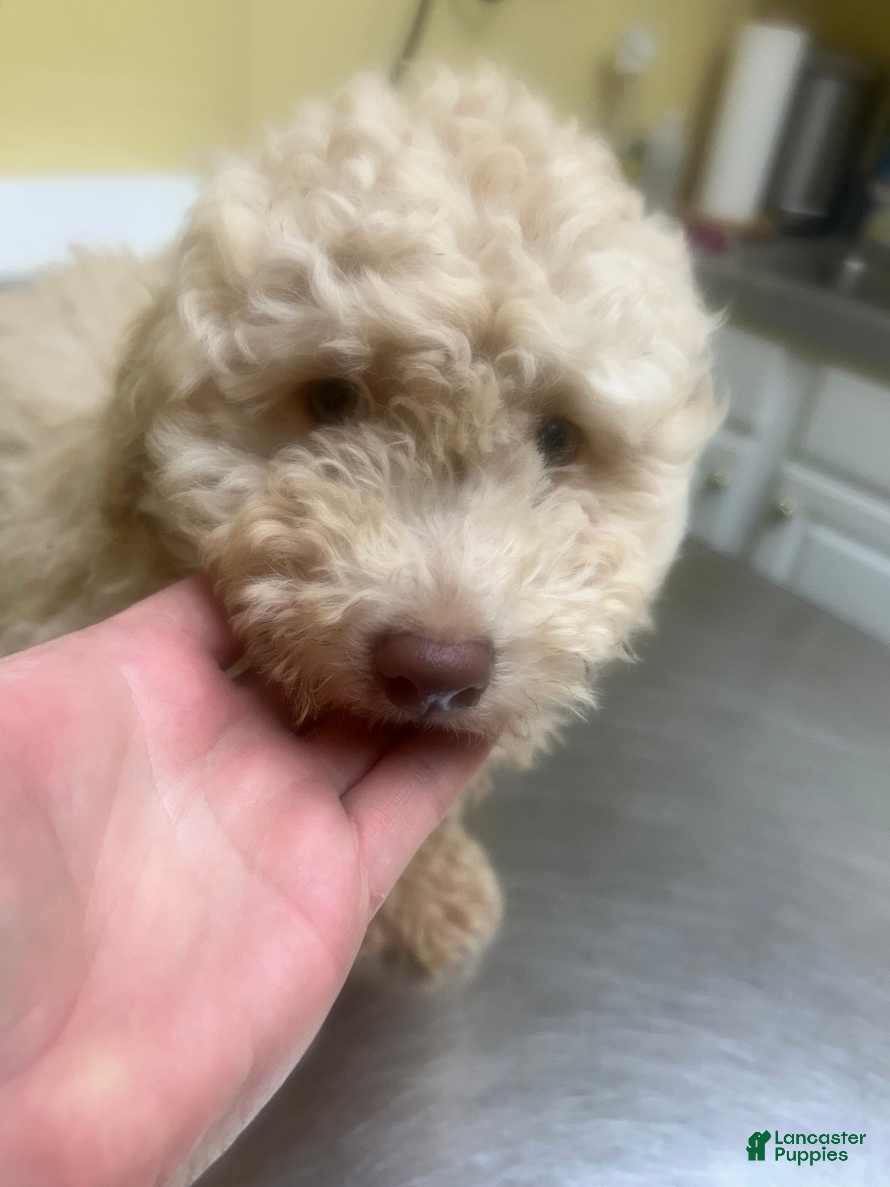 Mini Aussiedoodle dogs Mini Aussiedoodle 1 - Ad 28