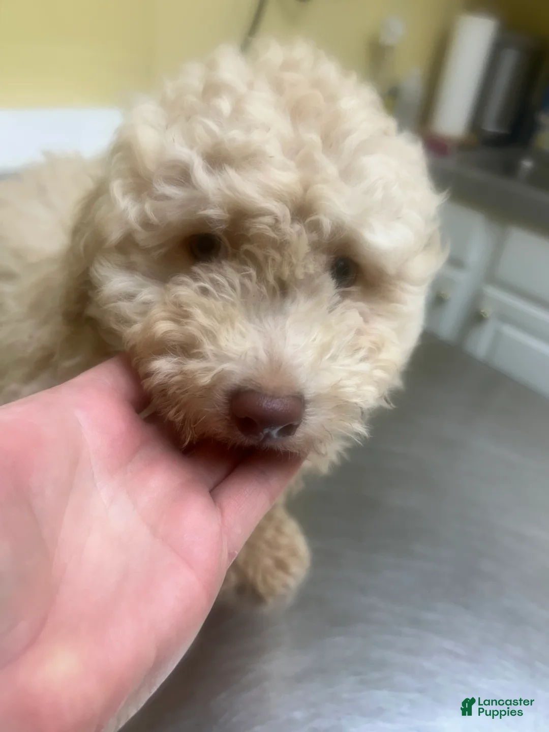 Mini Aussiedoodle dogs for sale: Mini Aussiedoodle 1 - Ad 1