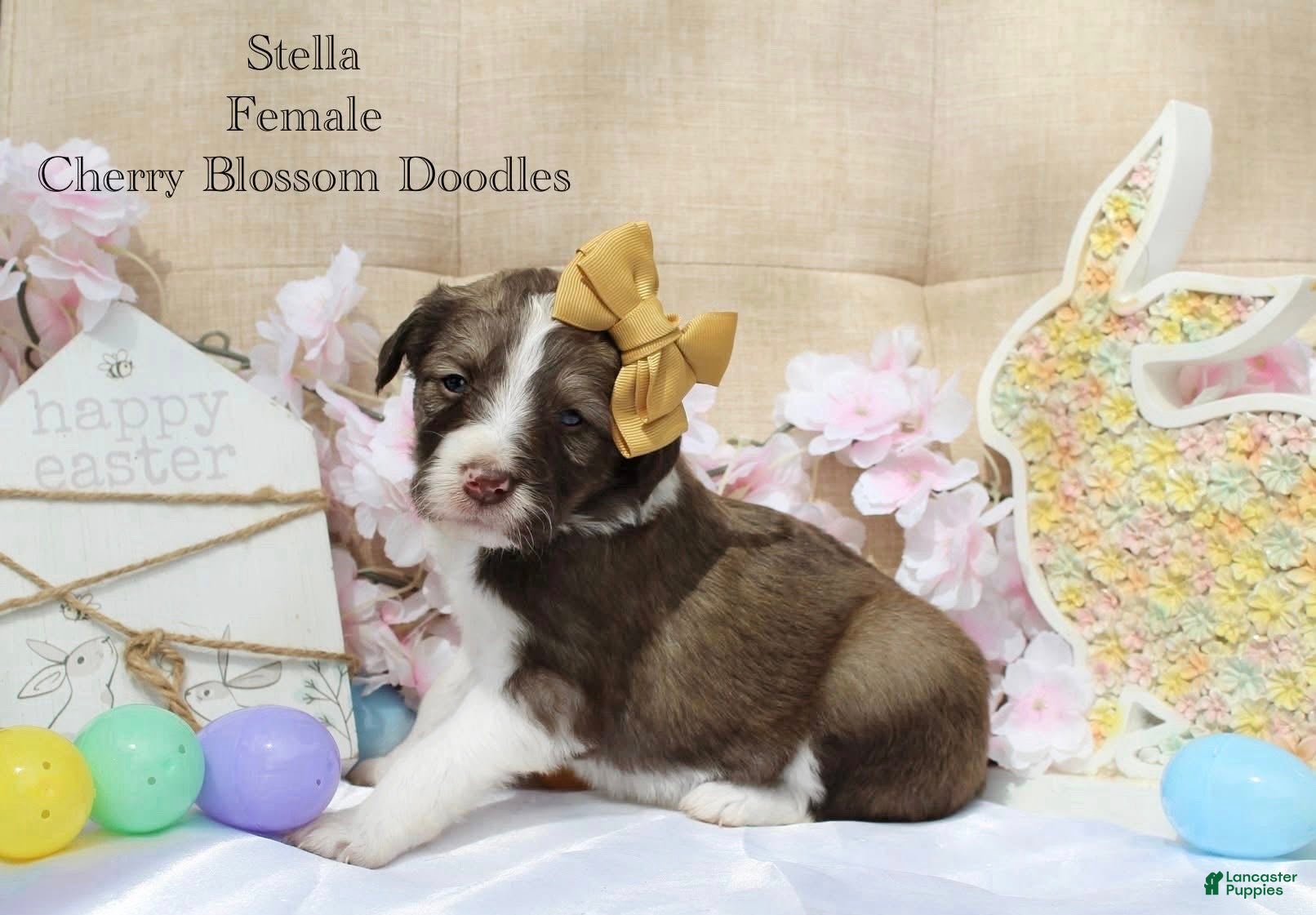 Bordoodle dogs Stella - Ad 1