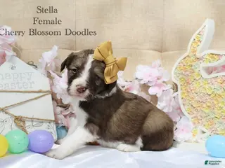 Bordoodle dogs Stella - Ad 1