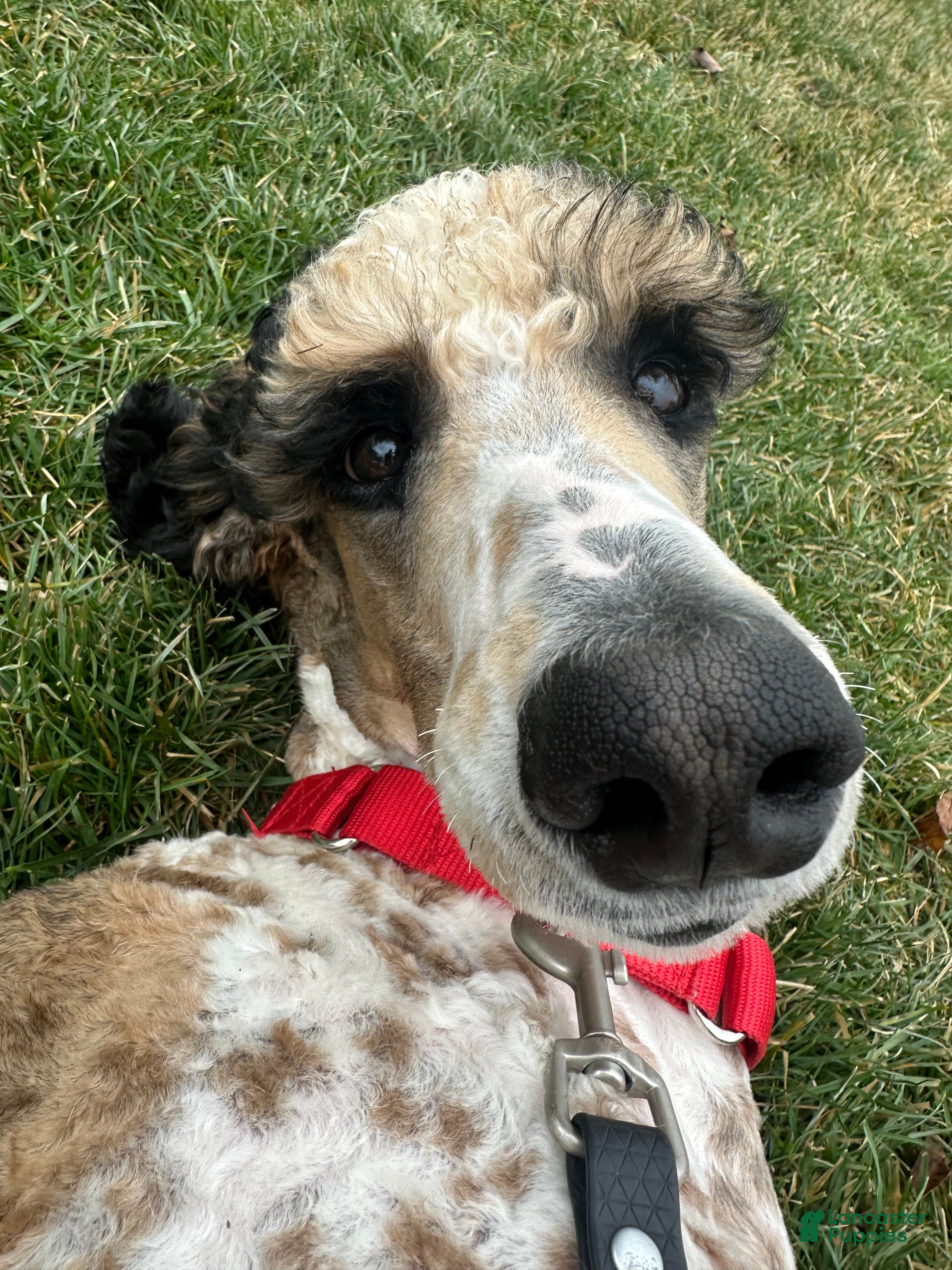 Standard Poodle dogs Flash - Ad 40