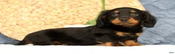 Miniature Dachshund dogs for sale: Jax - Ad 5