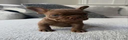 French Bulldog dogs for sale: French Bulldog 1 - Ad 2