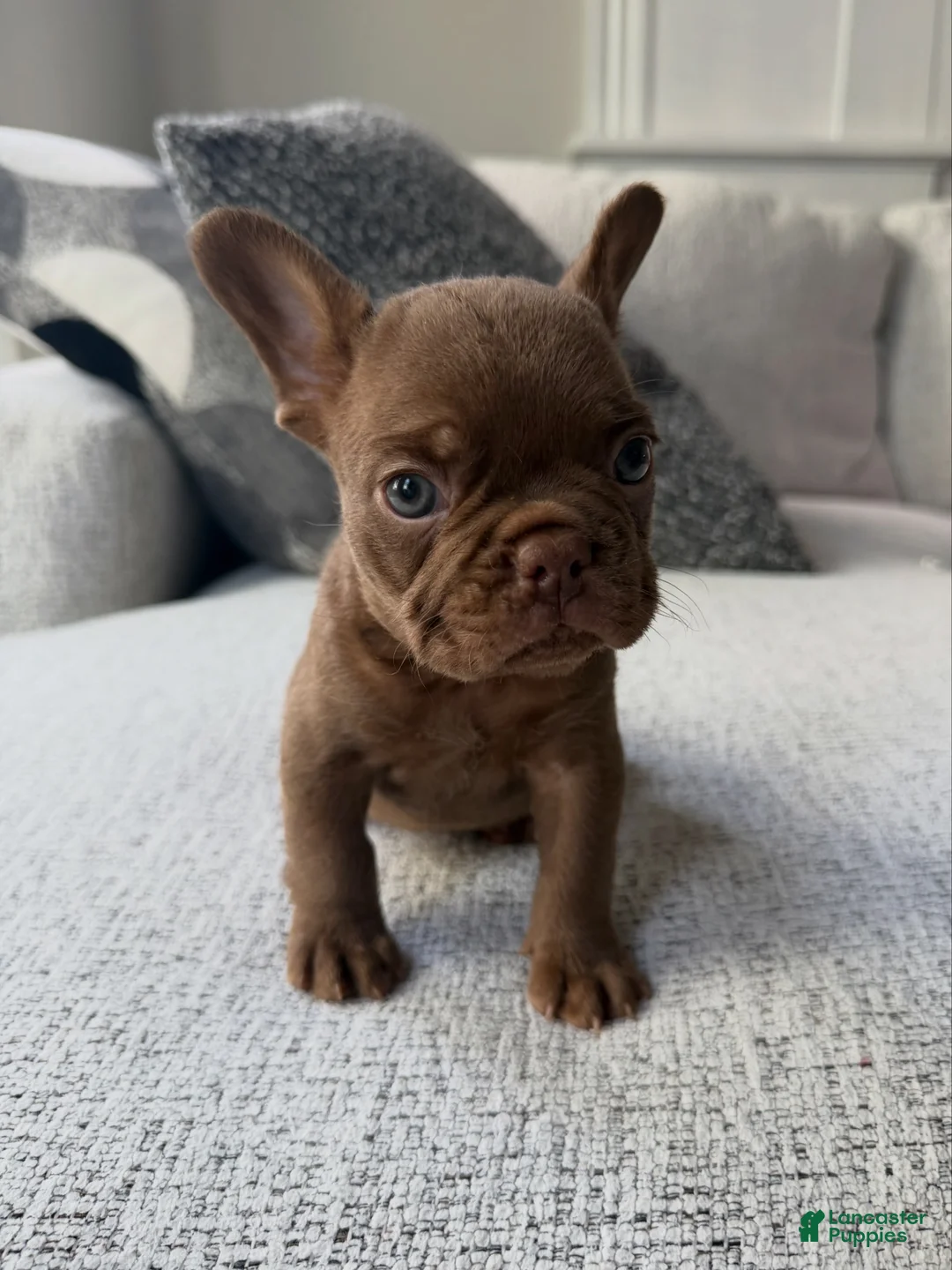 French Bulldog dogs for sale: French Bulldog 1 - Ad 2